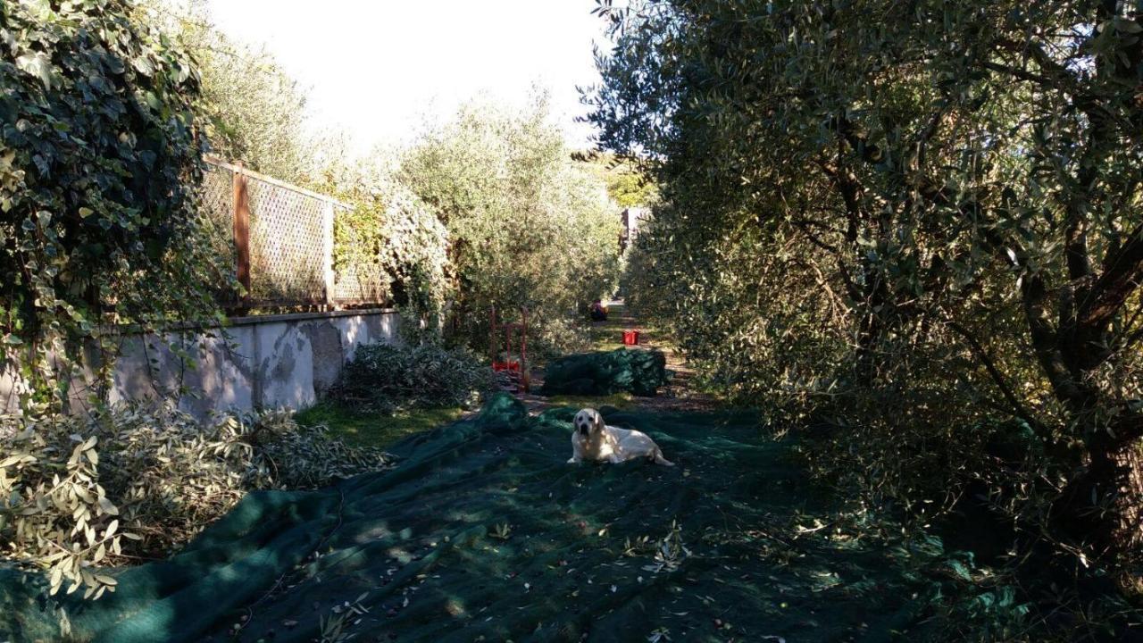 B&B La Grola San Martino Buon Albergo Exteriér fotografie